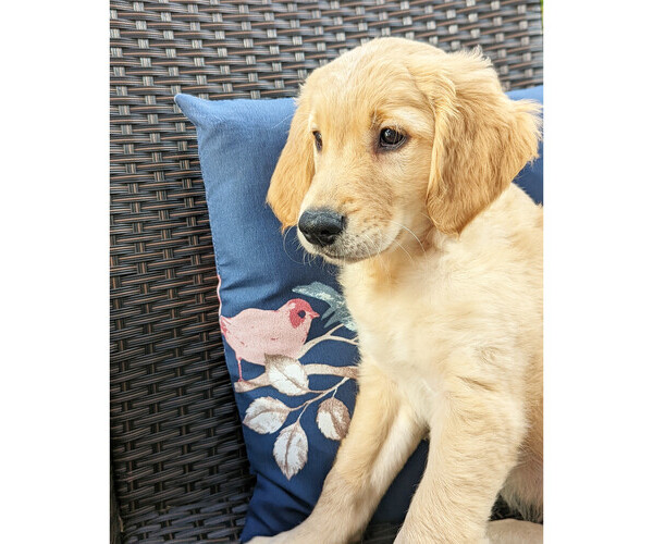 Medium Photo #1 Golden Retriever Puppy For Sale in SAN MARCOS, CA, USA