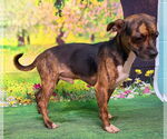 Small #1 American Pit Bull Terrier-Chihuahua Mix