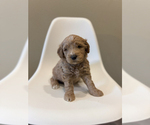 Small Photo #2 Goldendoodle (Miniature) Puppy For Sale in ASH GROVE, MO, USA