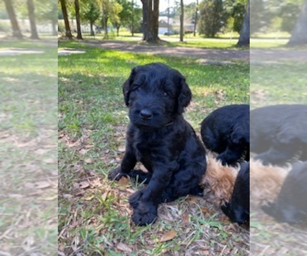 Medium Photo #11 Doodle-Goldendoodle Mix Puppy For Sale in DADE CITY, FL, USA