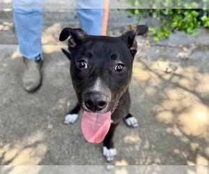 American Pit Bull Terrier-Unknown Mix Dogs for adoption in Petaluma, CA, USA