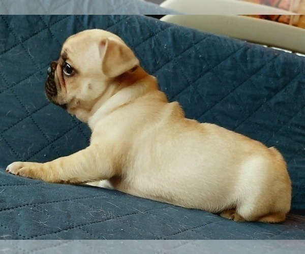 Medium Photo #29 French Bulldog Puppy For Sale in MANHATTAN, NY, USA
