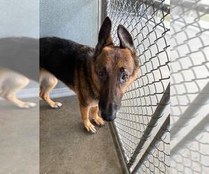 German Shepherd Dog Dogs for adoption in Baytown, TX, USA