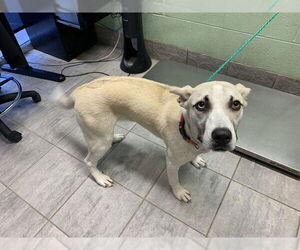 Siberian Husky-Unknown Mix Dogs for adoption in Grand Prairie, TX, USA