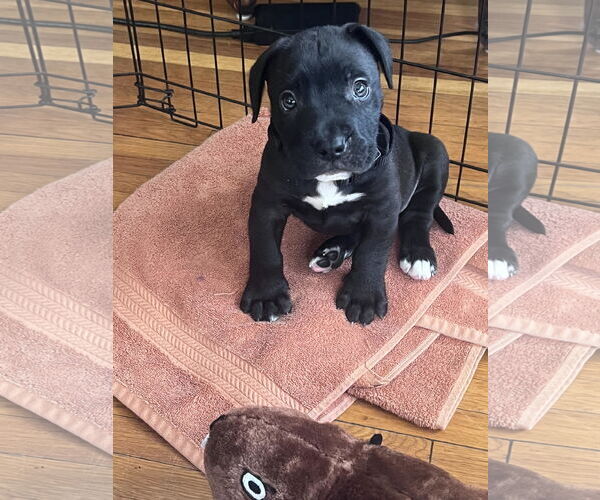 Medium Photo #11 Staffordshire Bull Terrier-Unknown Mix Puppy For Sale in Princeton, MN, USA