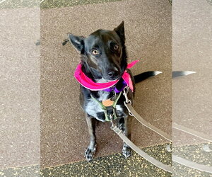 Indigo - Indeed a Good Boy! - Male Mutt Dog for Adoption - Photo #13