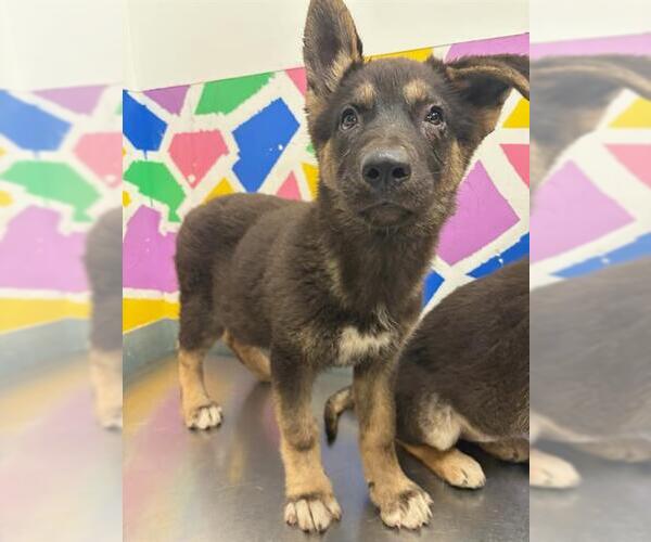 Medium Photo #1 Gerberian Shepsky Puppy For Sale in Baytown, TX, USA