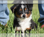 Small #1 Miniature Australian Shepherd