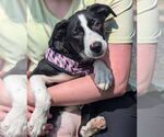 Small #4 Australian Shepherd Mix