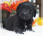 Small Photo #3 Goldendoodle Puppy For Sale in WEST PLAINS, MO, USA