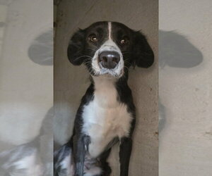 Callie - Female Border-Aussie Dog for Adoption - Photo #2