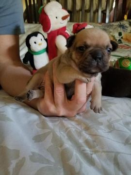 Medium Photo #1 French Bulldog Puppy For Sale in MIAMI, FL, USA