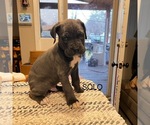Puppy Solo Cane Corso