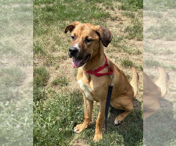 Medium Photo #16 Labrador Retriever-Rhodesian Ridgeback Mix Puppy For Sale in Brewster, NY, USA
