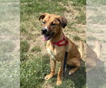Small #15 Labrador Retriever-Rhodesian Ridgeback Mix