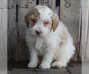Poodle (Miniature) Puppy for sale in FREDERICKSBURG, OH, USA