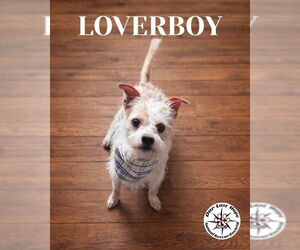 Mutt Dogs for adoption in Princeton, British Columbia, Canada