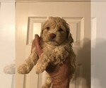Small Photo #15 Cockapoo Puppy For Sale in BOGART, GA, USA