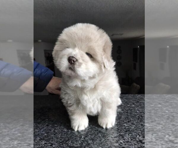Medium Photo #1 Chow Chow Puppy For Sale in VALLEJO, CA, USA
