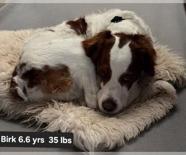 Medium Photo #5 Brittany Puppy For Sale in Curwensville, PA, USA