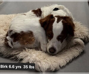 OK/Birk - Male Brittany Dog for Adoption - Photo #5