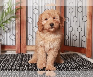 Goldendoodle (Miniature) Puppy for sale in NAPLES, FL, USA