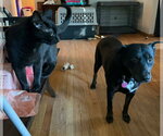 Small #2 Rottweiler Mix