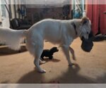 Small #8 Great Pyrenees Mix