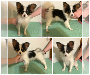 Papillon Puppy for sale in ELK RIVER, MN, USA