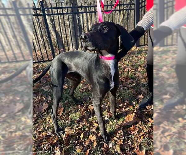 Medium Photo #2 Greyhound Puppy For Sale in Cherry Hill, NJ, USA