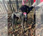 Small #1 Greyhound