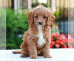 Small #2 Cavapoo (Miniature)