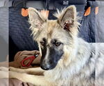 Small #2 German Shepherd Dog