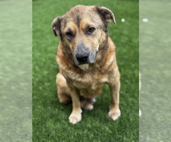 Medium Photo #2 Black Mouth Cur-German Shepherd Dog Mix Puppy For Sale in Rosenberg, TX, USA