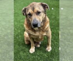 Small #1 Black Mouth Cur-German Shepherd Dog Mix