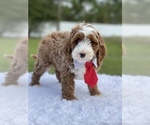 Small Photo #14 Goldendoodle Puppy For Sale in FROSTPROOF, FL, USA