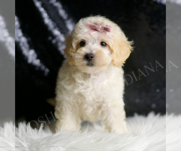 Medium Photo #135 Maltipoo Puppy For Sale in WARSAW, IN, USA