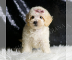 Small Photo #135 Maltipoo Puppy For Sale in WARSAW, IN, USA