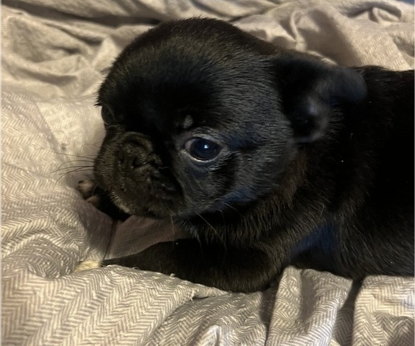 Medium Photo #13 Pug Puppy For Sale in MERIDEN, MN, USA