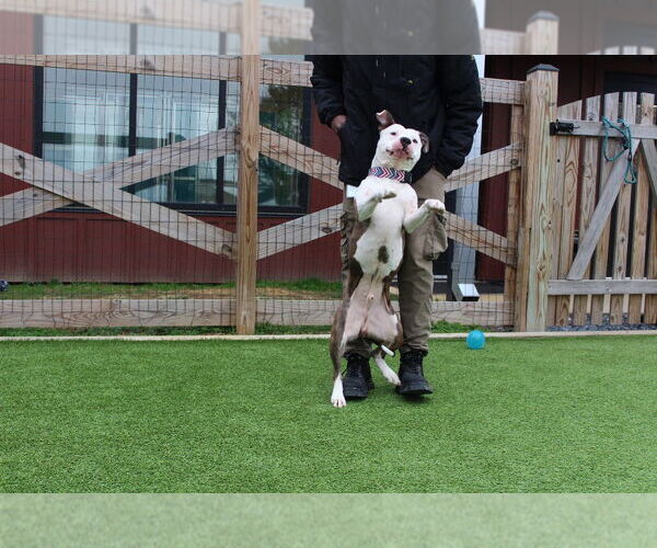 Medium Photo #4 Mutt Puppy For Sale in Chestertown, MD, USA