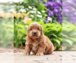 Puppy 6 Goldendoodle
