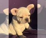 Small #6 Faux Frenchbo Bulldog-French Bulldog Mix
