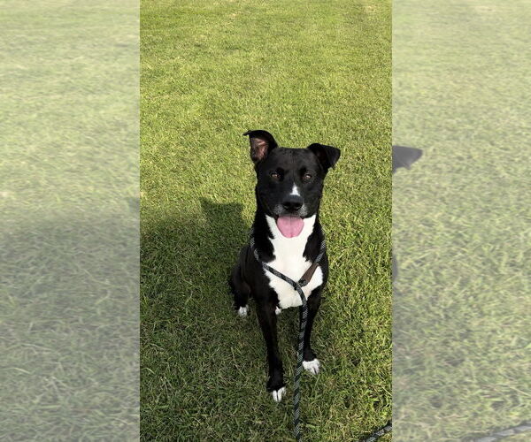 Medium Photo #1 American Pit Bull Terrier-Labrador Retriever Mix Puppy For Sale in Pryor, OK, USA
