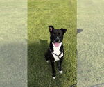 Small American Pit Bull Terrier-Labrador Retriever Mix