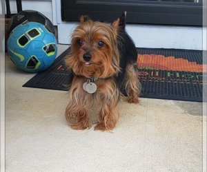 Father of the Yorkshire Terrier puppies born on 05/28/2025