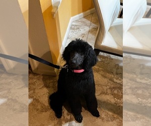 Poodle (Standard) Puppy for sale in SCOTTSDALE, AZ, USA