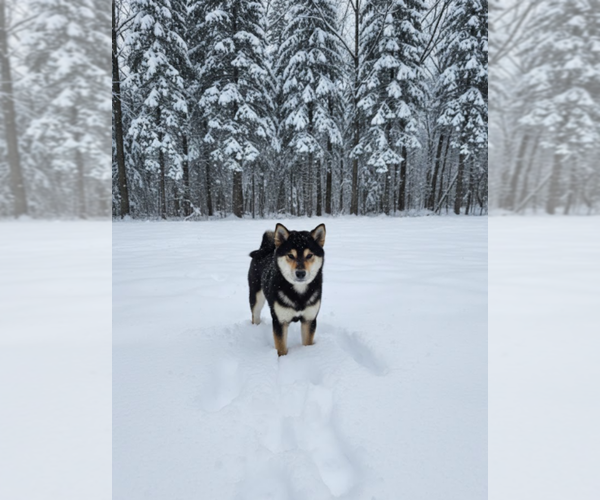 Medium Photo #1 Shiba Inu Puppy For Sale in SHIPSHEWANA, IN, USA
