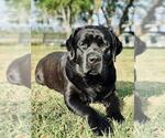 Small Photo #10 Labrador Retriever Puppy For Sale in LAKE WALES, FL, USA