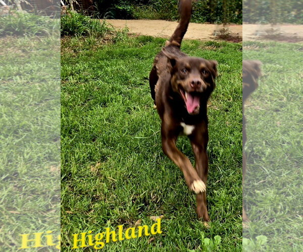 Medium Photo #5 Australian Kelpie-Australian Shepherd Mix Puppy For Sale in Jackson, MS, USA