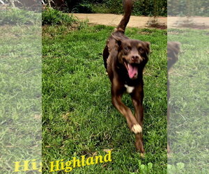 Highland - Male Australian Kelpie-Australian Shepherd Mix Dog for Adoption - Photo #5